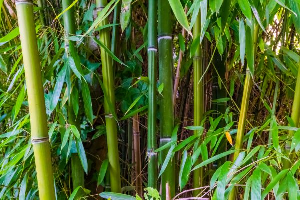 Bamboo Trimming in Nashua