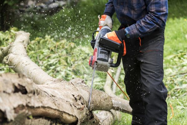 Branch Removal Service in Nashua