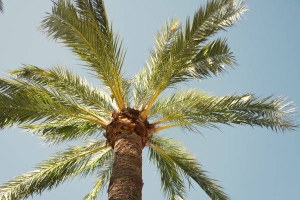 Palm Tree Pruning in Nashua