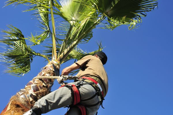 Palm Tree Trimming in Nashua