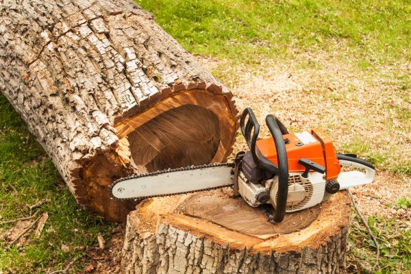 Tree Cutting Service in Nashua