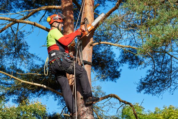 Tree Service in Nashua