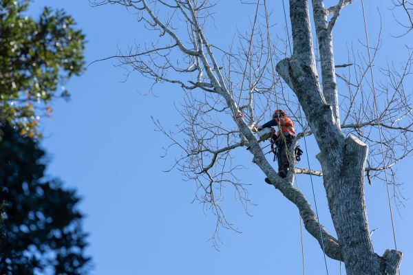 Tree Topping Service in Nashua