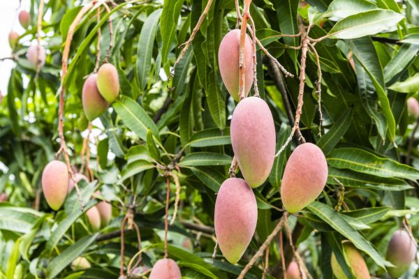 Mango Tree Trimming in Nashua