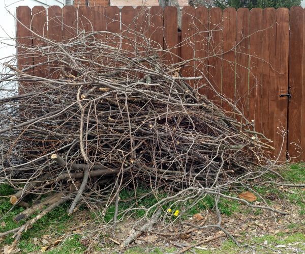 Dead Branch Removal in Nashua