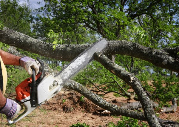 Tree Branch Cutting in Nashua