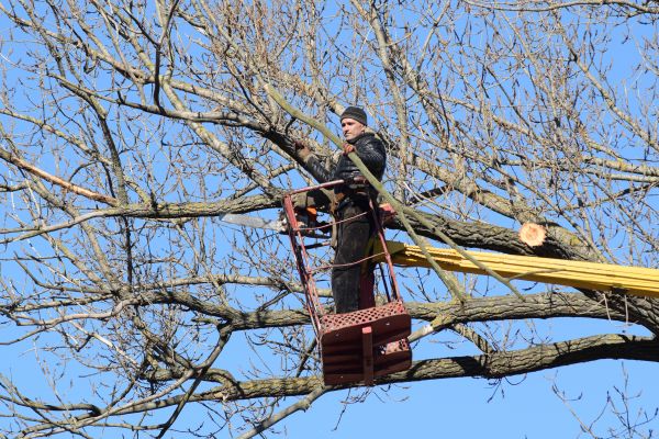 Emergency Tree Trimming in Nashua