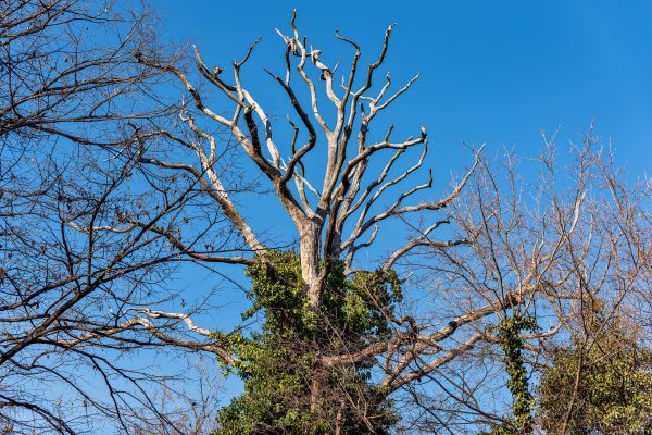 Deadwood Removal in Nashua