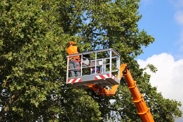 Commercial Tree Service in Nashua
