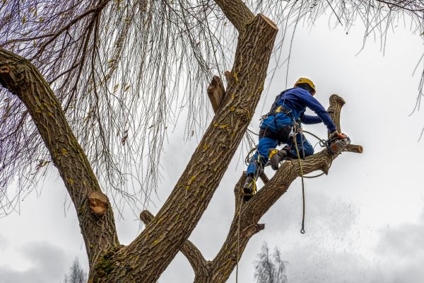 Tree Maintenance Service in Nashua