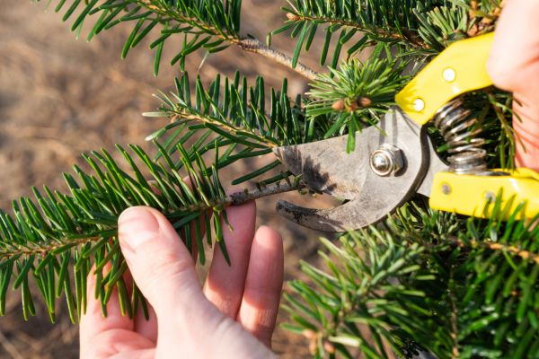 Pine Tree Pruning in Nashua