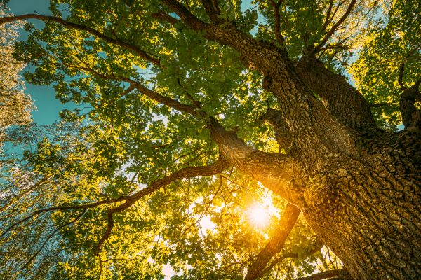 Cost of Oak Tree Pruning in Nashua