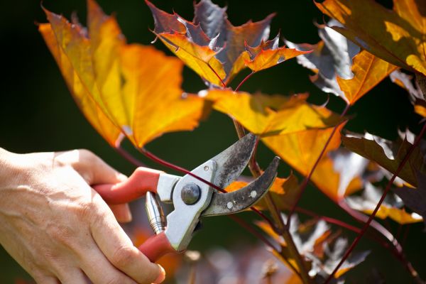 Cost of Maple Tree Pruning in Nashua