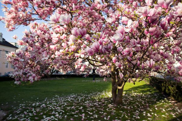 Magnolia Tree Pruning in Nashua