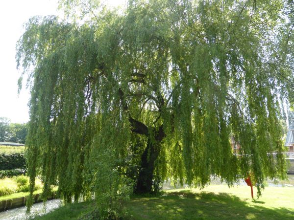 Willow Tree Trimming in Nashua