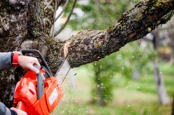 Cost of Tree Limbs Removal in Nashua