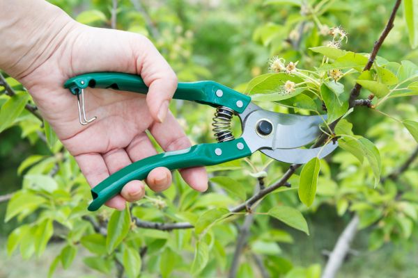 Cost of Pear Tree Pruning in Nashua