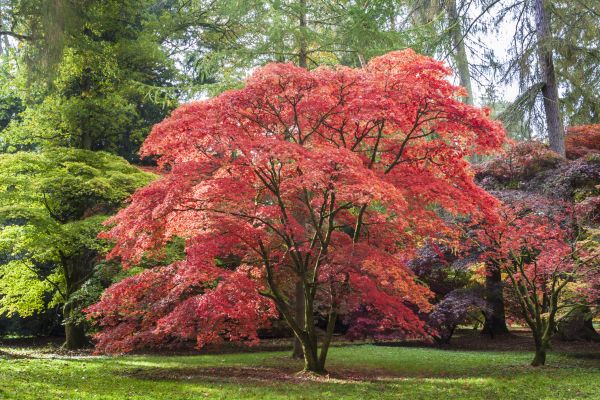 Japanese Maple Pruning in Nashua
