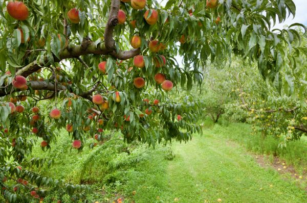 Cost of Peach Tree Pruning in Nashua