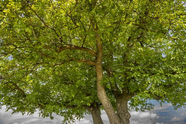 Walnut Tree Trimming in Nashua