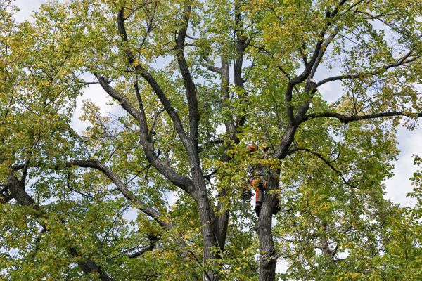 Tree Crown Shaping in Nashua