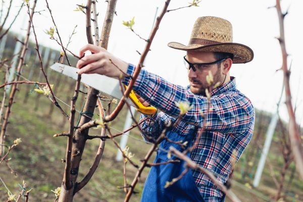 Orchard Tree Pruning in Nashua