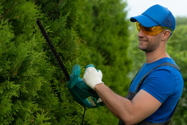 Tree Shaping Service in Nashua