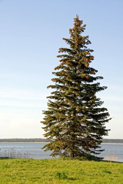 Spruce Tree Pruning in Nashua