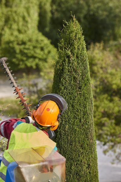 Cypress Tree Trimming in Nashua