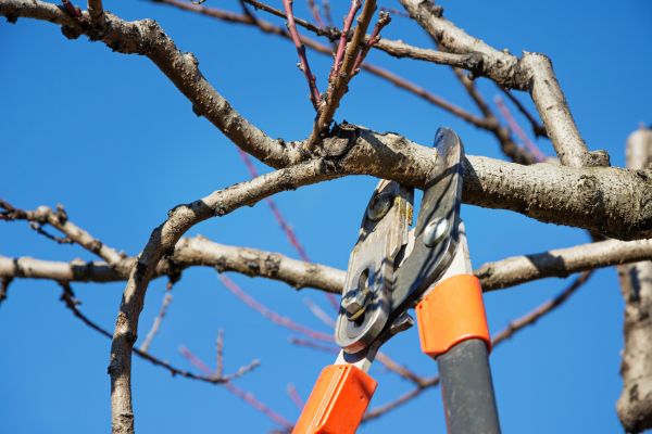 Peach Tree Trimming in Nashua