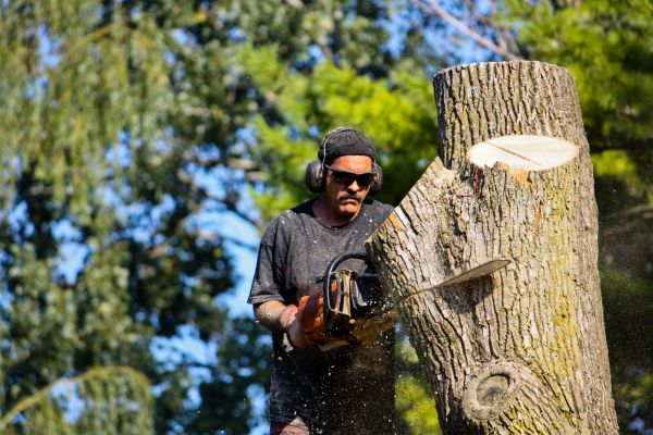 Ash Tree Pruning in Nashua
