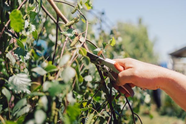 Birch Tree Pruning in Nashua