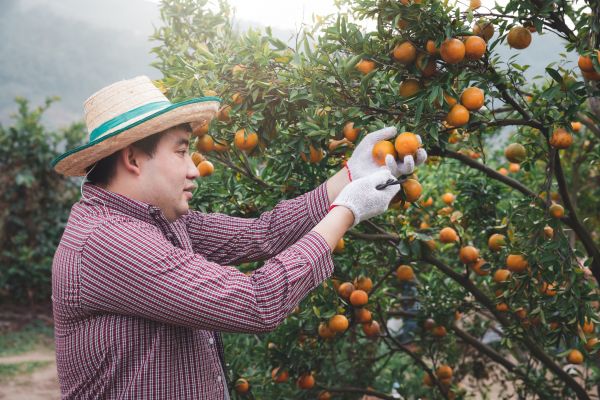 Orange Tree Pruning in Nashua