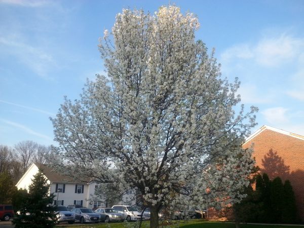 Bradford Pear Tree Pruning in Nashua