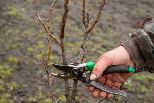 Cost of Pear Trees Pruning in Nashua