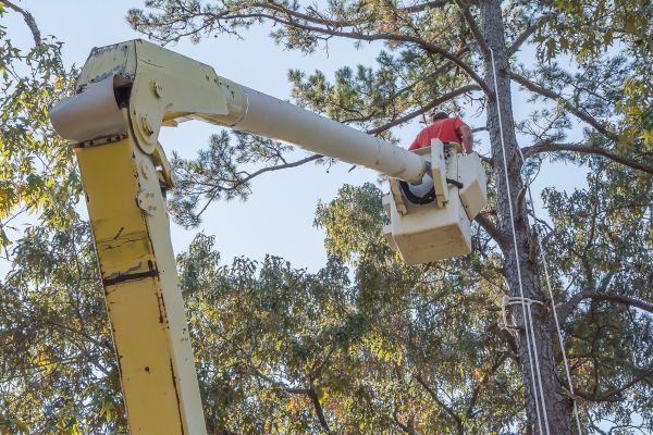 Limbs Trimming in Nashua