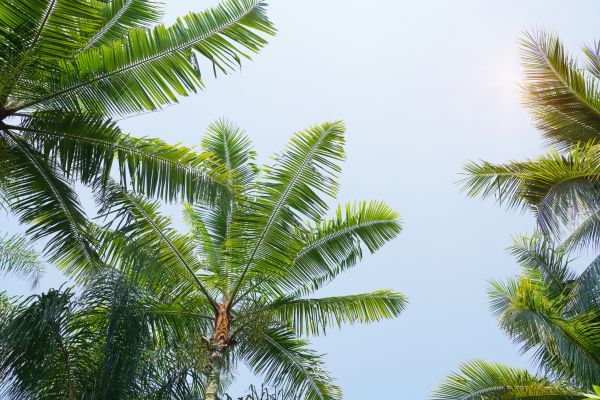 Queen Palm Tree Trimming in Nashua