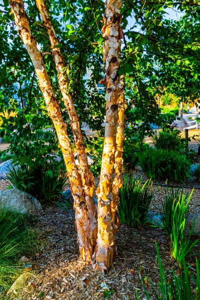 River Birch Trimming in Nashua
