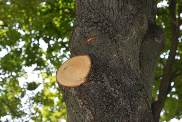 Limb Cutting in Nashua