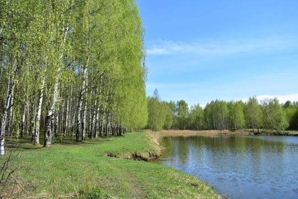 River Birch Pruning in Nashua