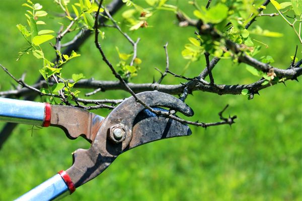 Branches Pruning in Nashua