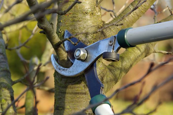 Tree Limb Trimming Service in Nashua
