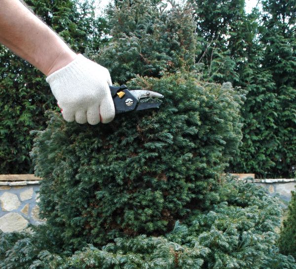 Ornamental Tree Trimming in Nashua