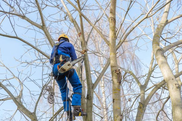 Large Tree Trimming in Nashua