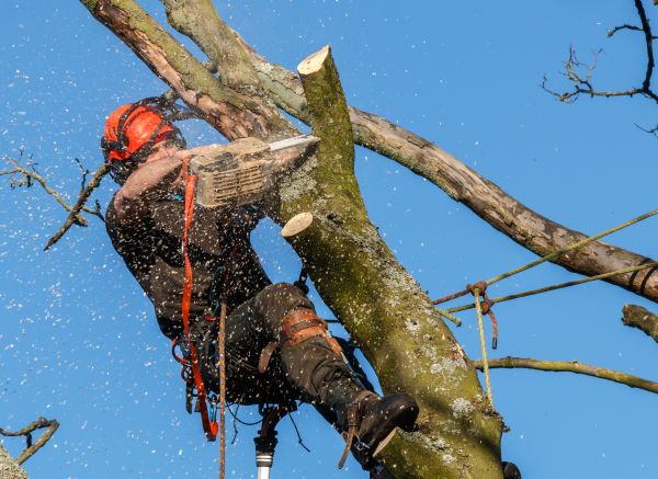 Tree Trimming Service in Nashua