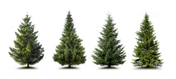 Cost of Pine Tree Trimming in Nashua