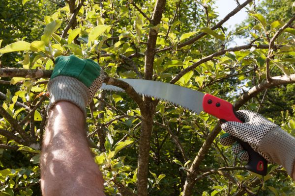 Apple Tree Trimming in Nashua