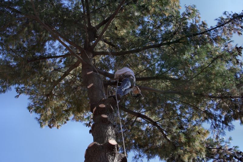 Tree Inspection and Care