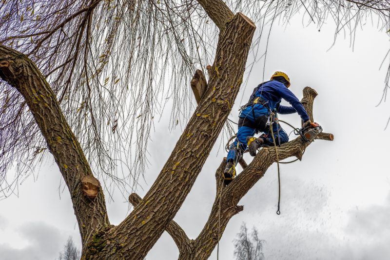Tree Maintenance Crew
