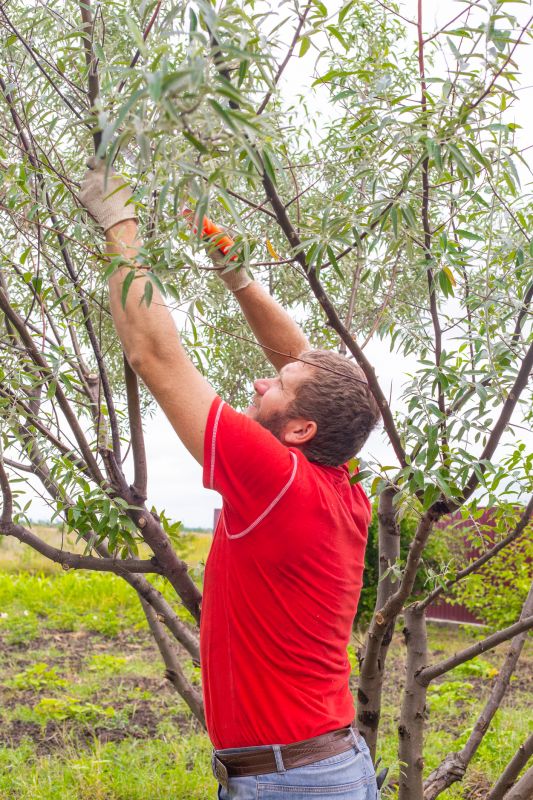 Tree Pruning Techniques
